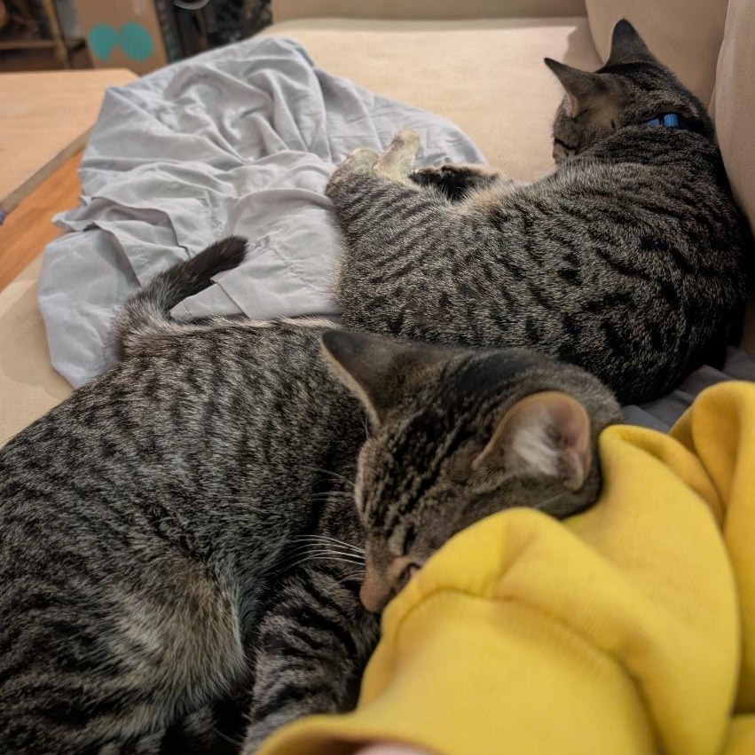 Metallica and Goo Goo Dolls, Adoptable, Kitten Female Domestic Short Hair.