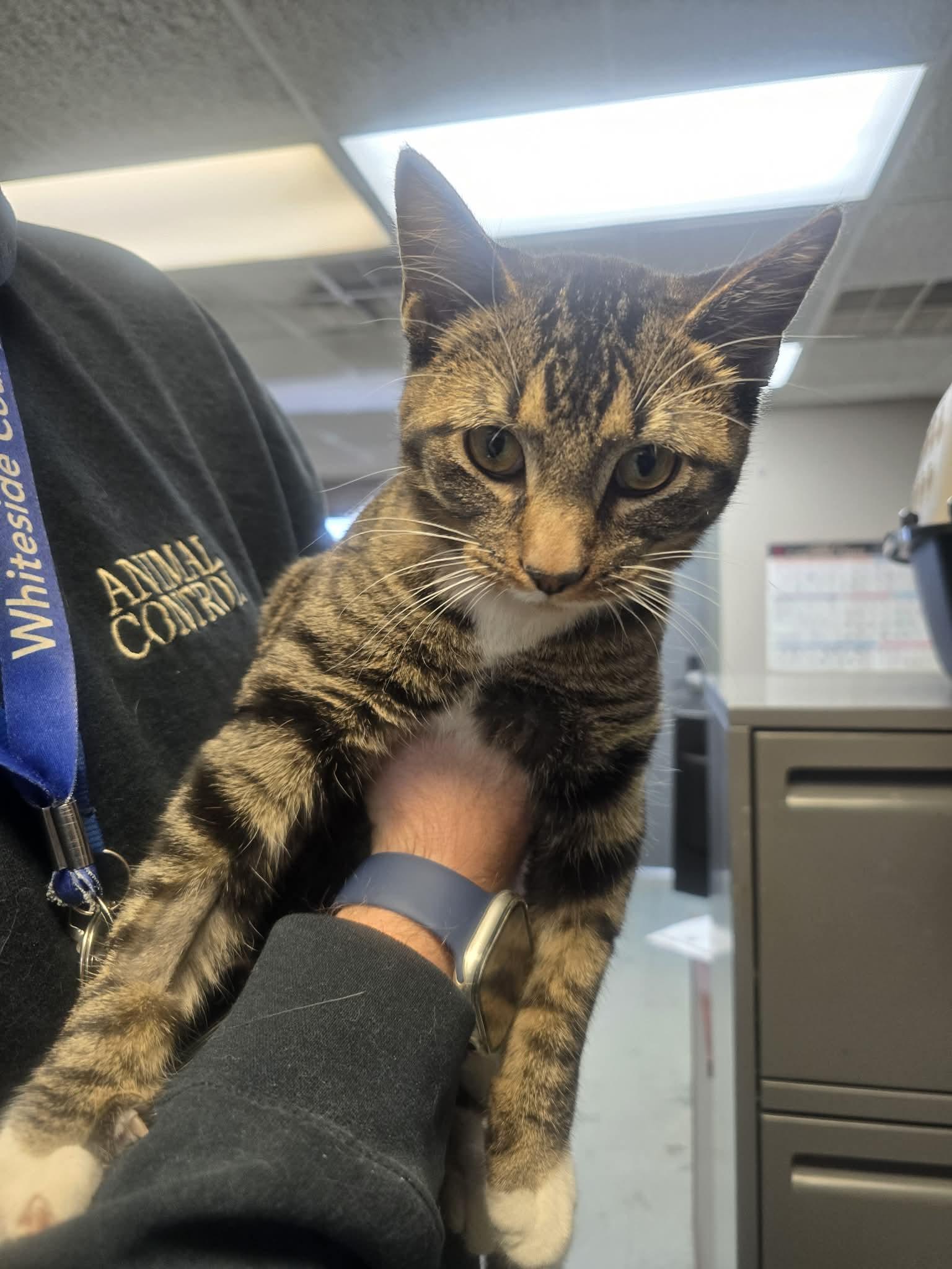Snow Boots, ADOPTABLE, Young Male Domestic Short Hair.