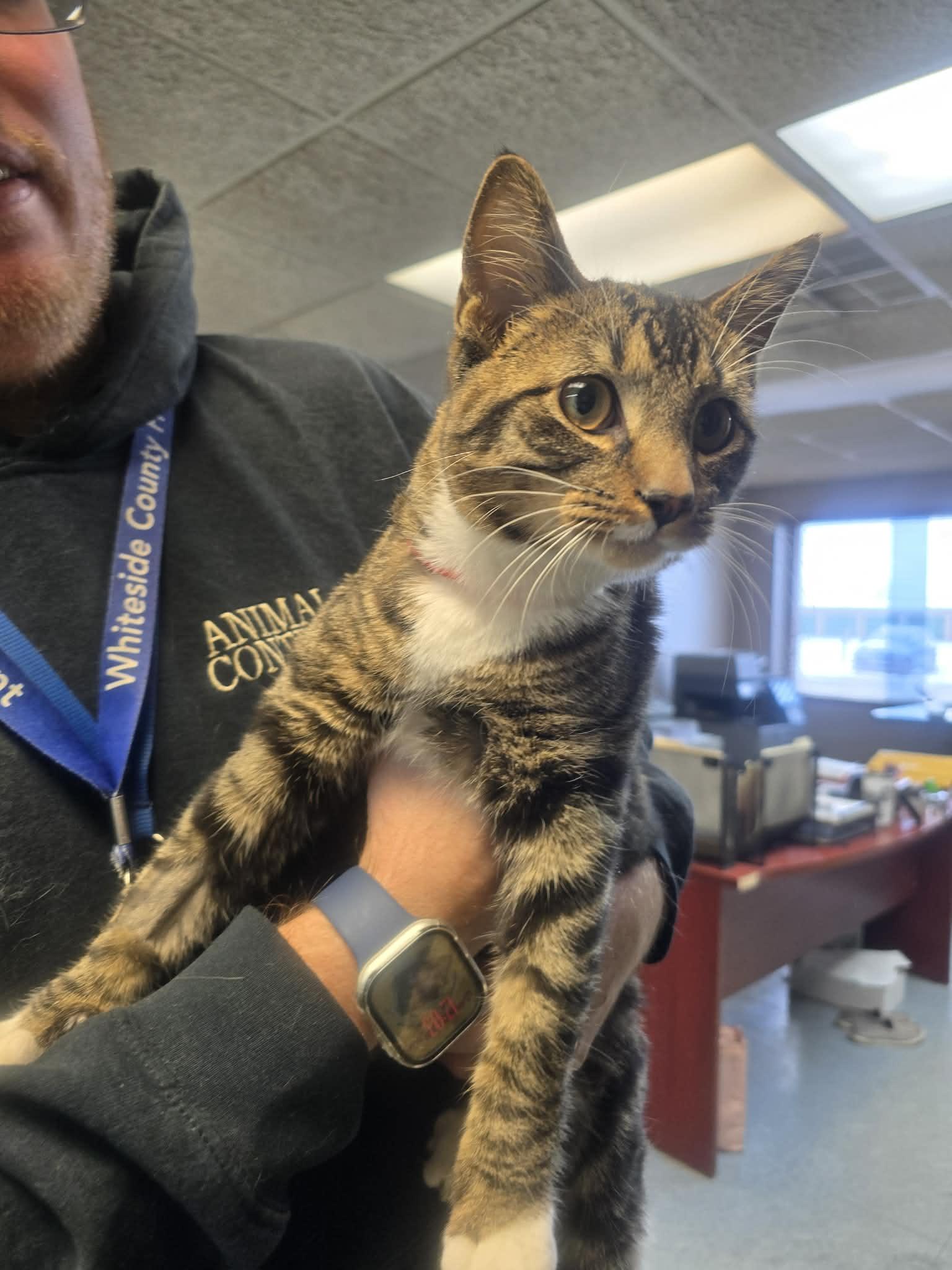 Snow Boots, a ADOPTABLE Domestic Short Hair in Rock Falls, IL image 2/3