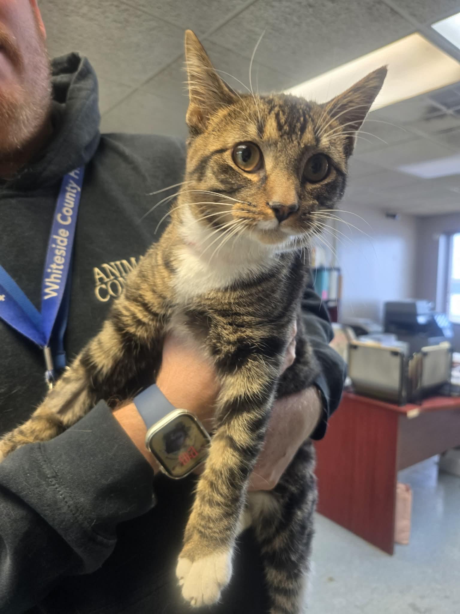 Snow Boots, a ADOPTABLE Domestic Short Hair in Rock Falls, IL image 3/3