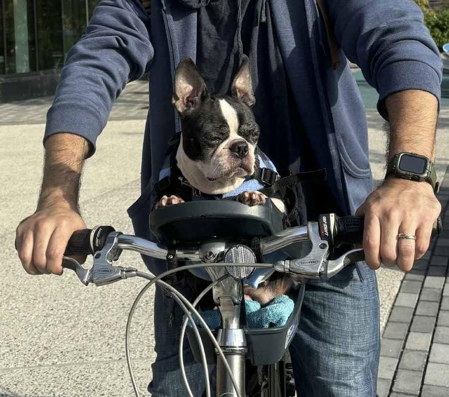 CHLOE, Adoptable, Senior Female Boston Terrier.