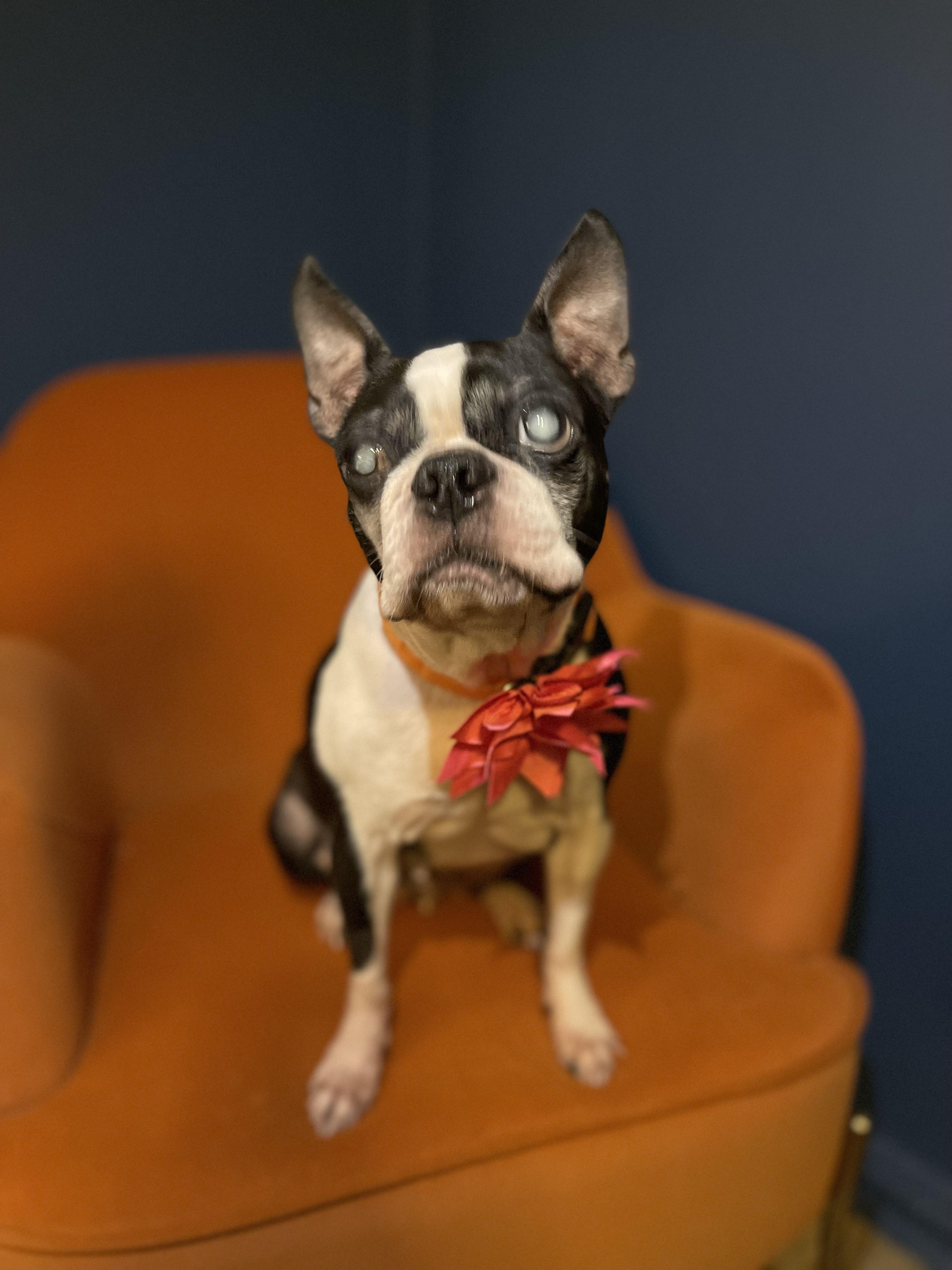 Enlarge CHLOE, a Adoptable Boston Terrier in New York, NY image 2/2