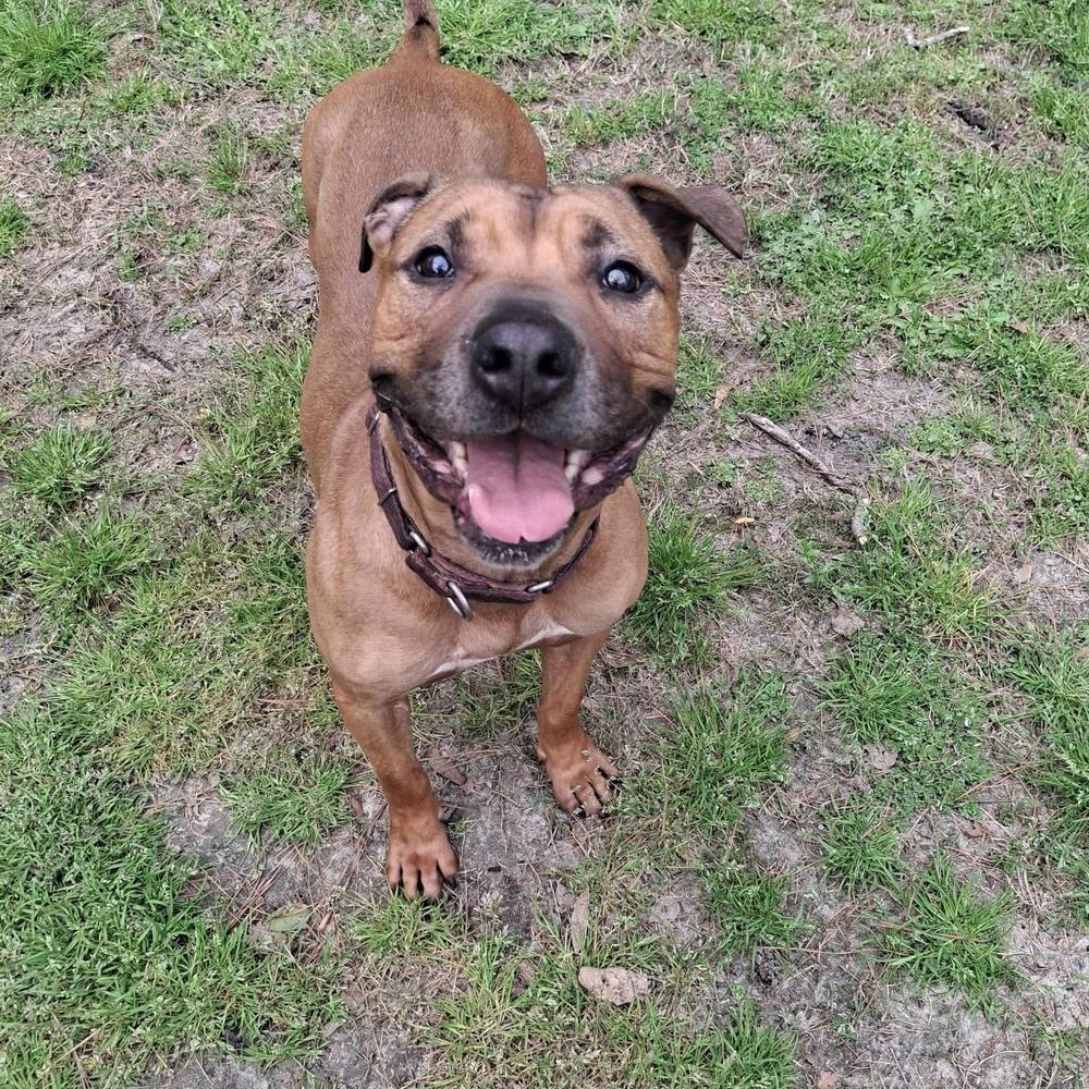 Enlarge Brad Pitt, a Adoptable mixed breed in Long Island City, NY image 2/6