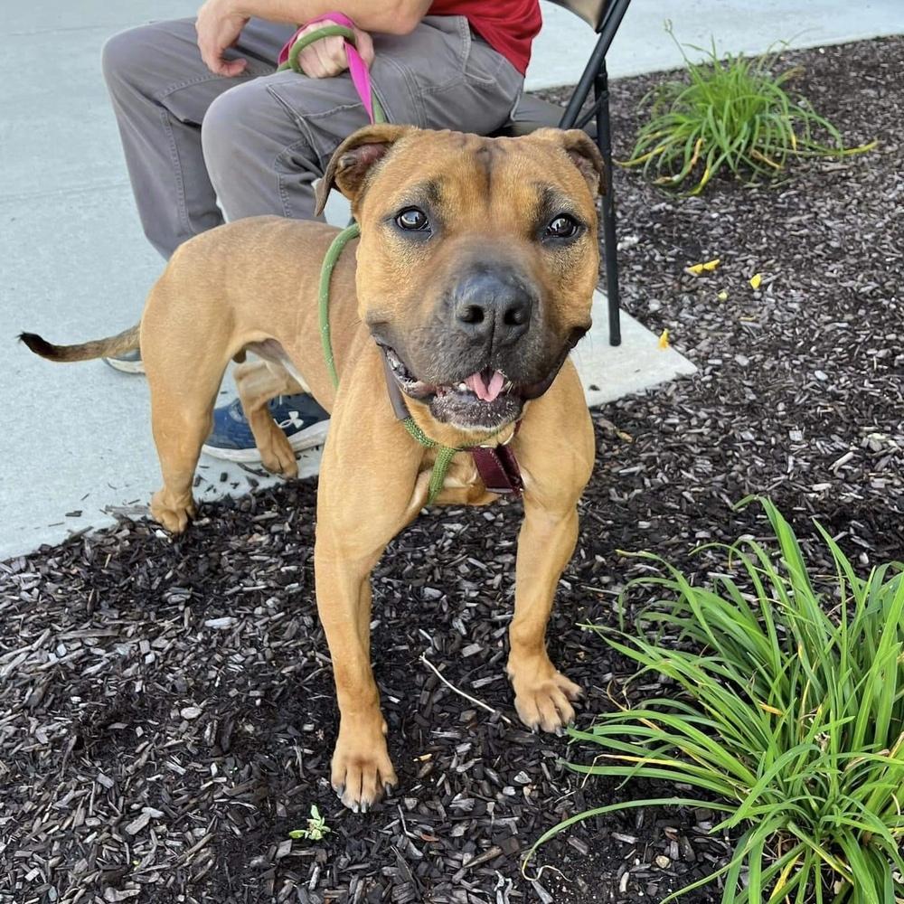 Enlarge Brad Pitt, a Adoptable mixed breed in Long Island City, NY image 3/6