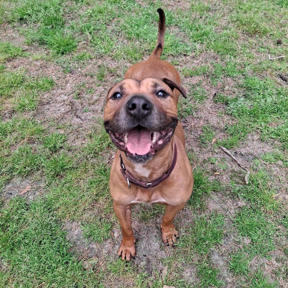 Enlarge Brad Pitt, a Adoptable mixed breed in Long Island City, NY image 4/6