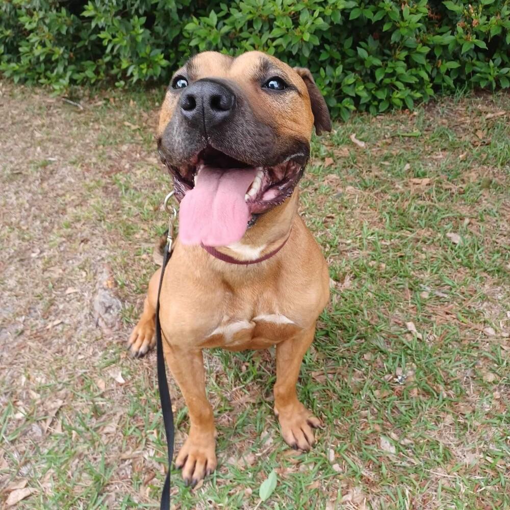 Enlarge Brad Pitt, a Adoptable mixed breed in Long Island City, NY image 5/6