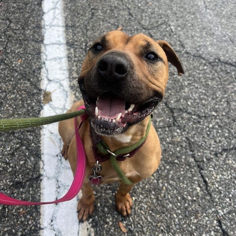Enlarge Brad Pitt, a Adoptable mixed breed in Long Island City, NY image 6/6