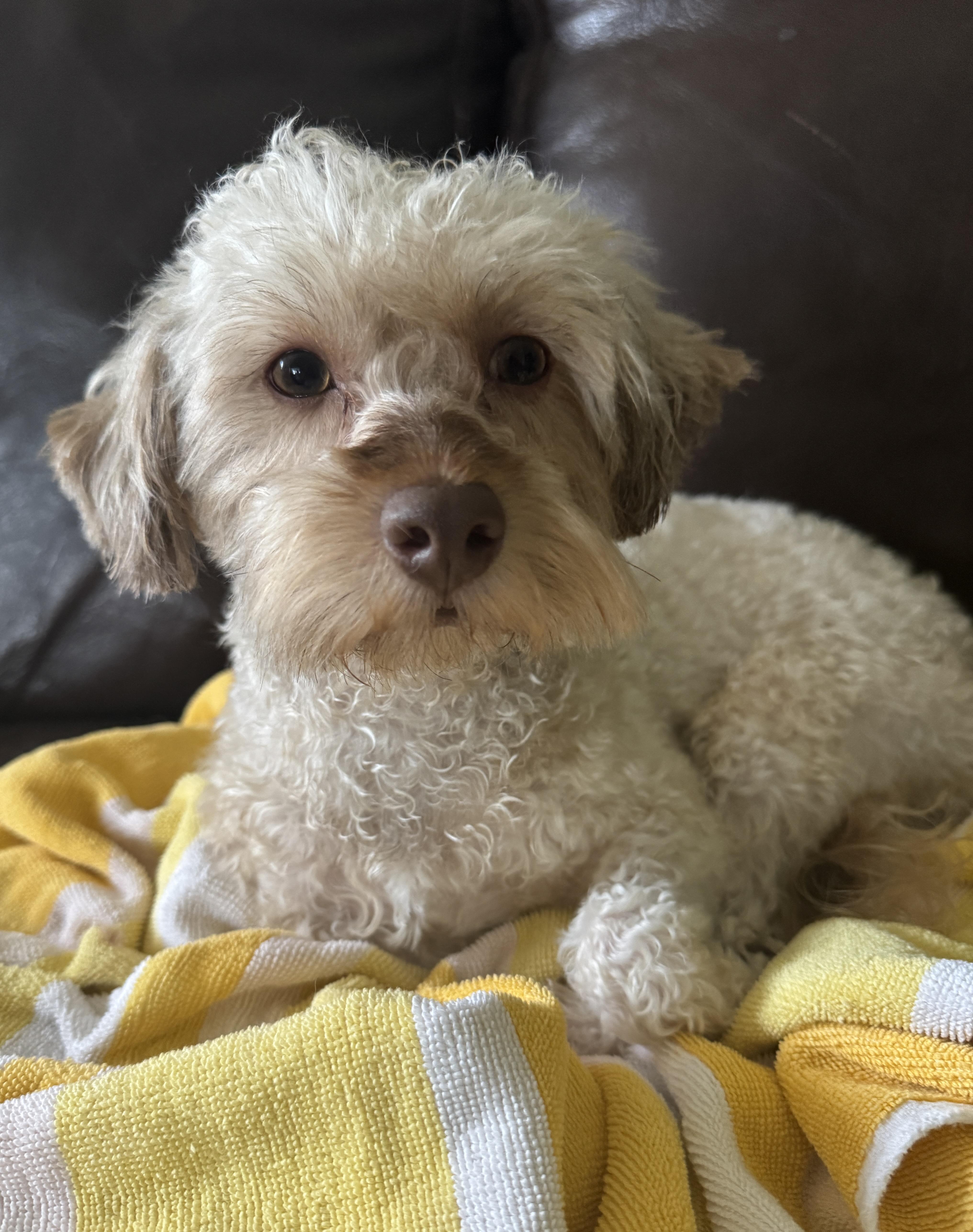 Enlarge Milo, a ADOPTABLE mixed breed in Solon, OH image 2/6