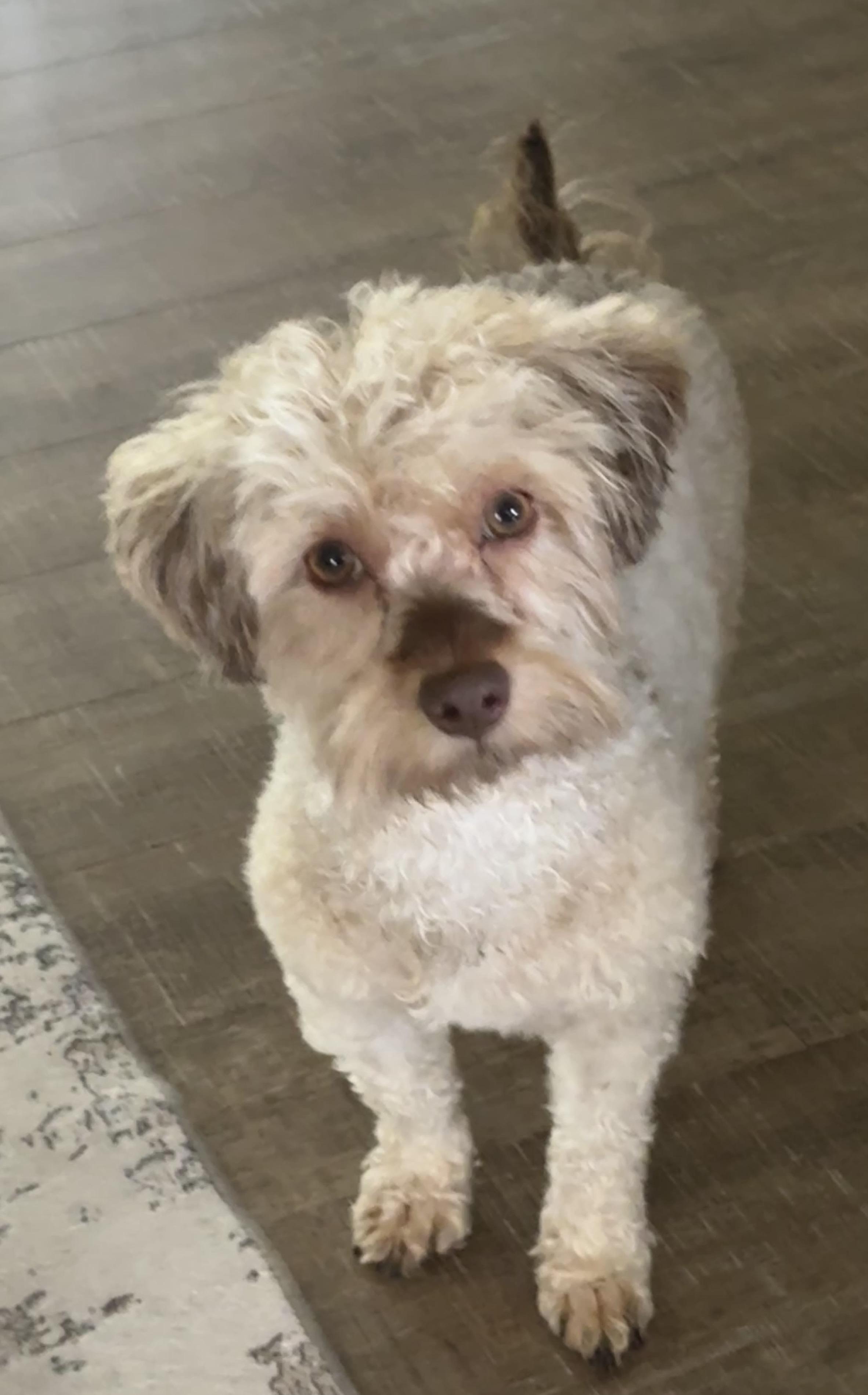 Enlarge Milo, a ADOPTABLE mixed breed in Solon, OH image 3/6