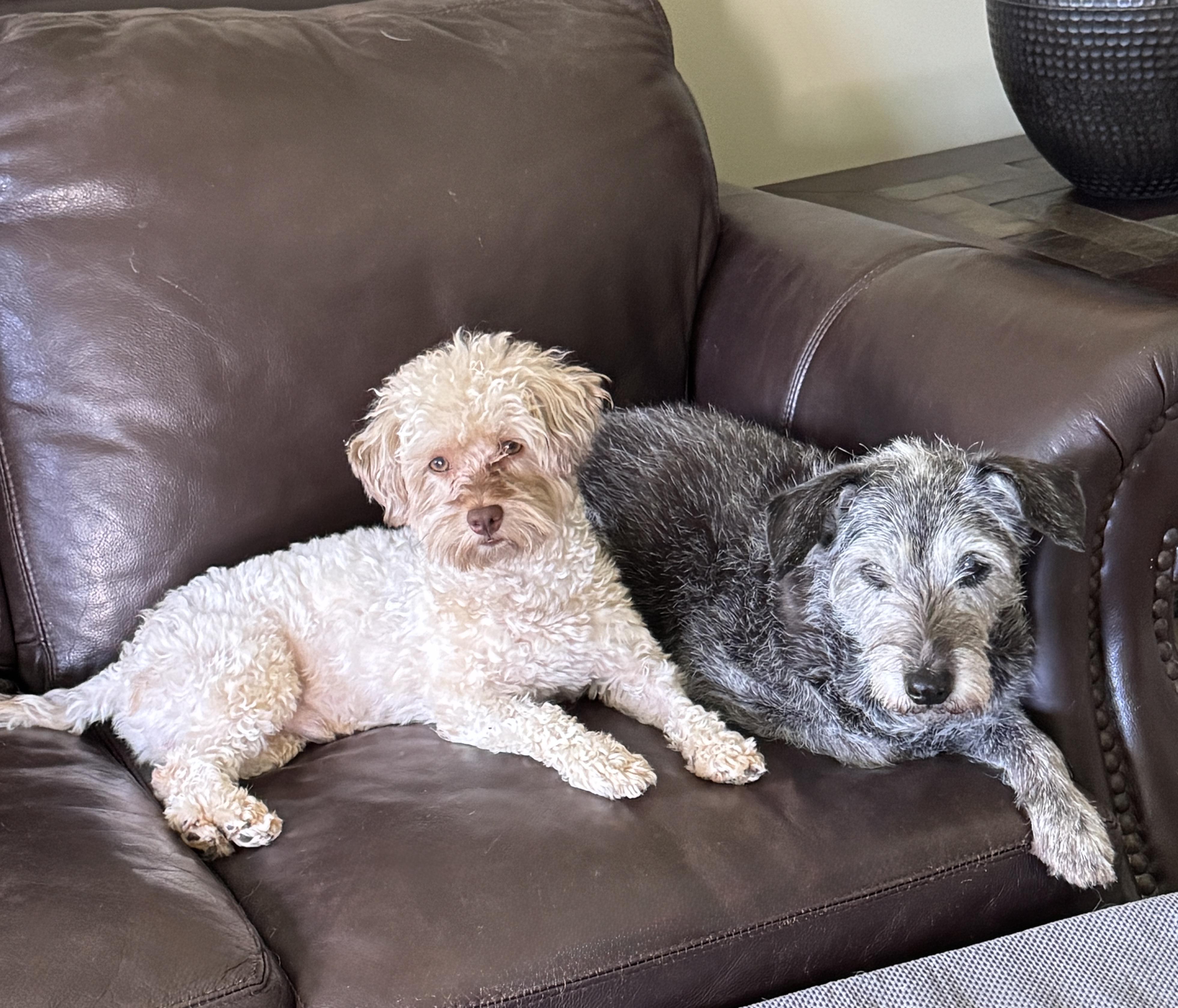 Milo, an adopted mixed breed in Solon, OH image 5/6
