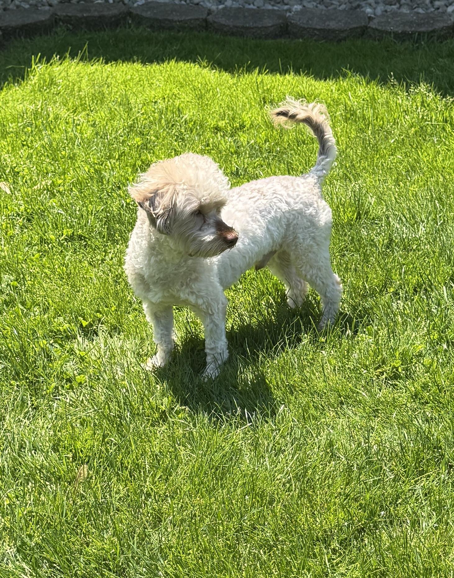 Enlarge Milo, a ADOPTABLE mixed breed in Solon, OH image 6/6