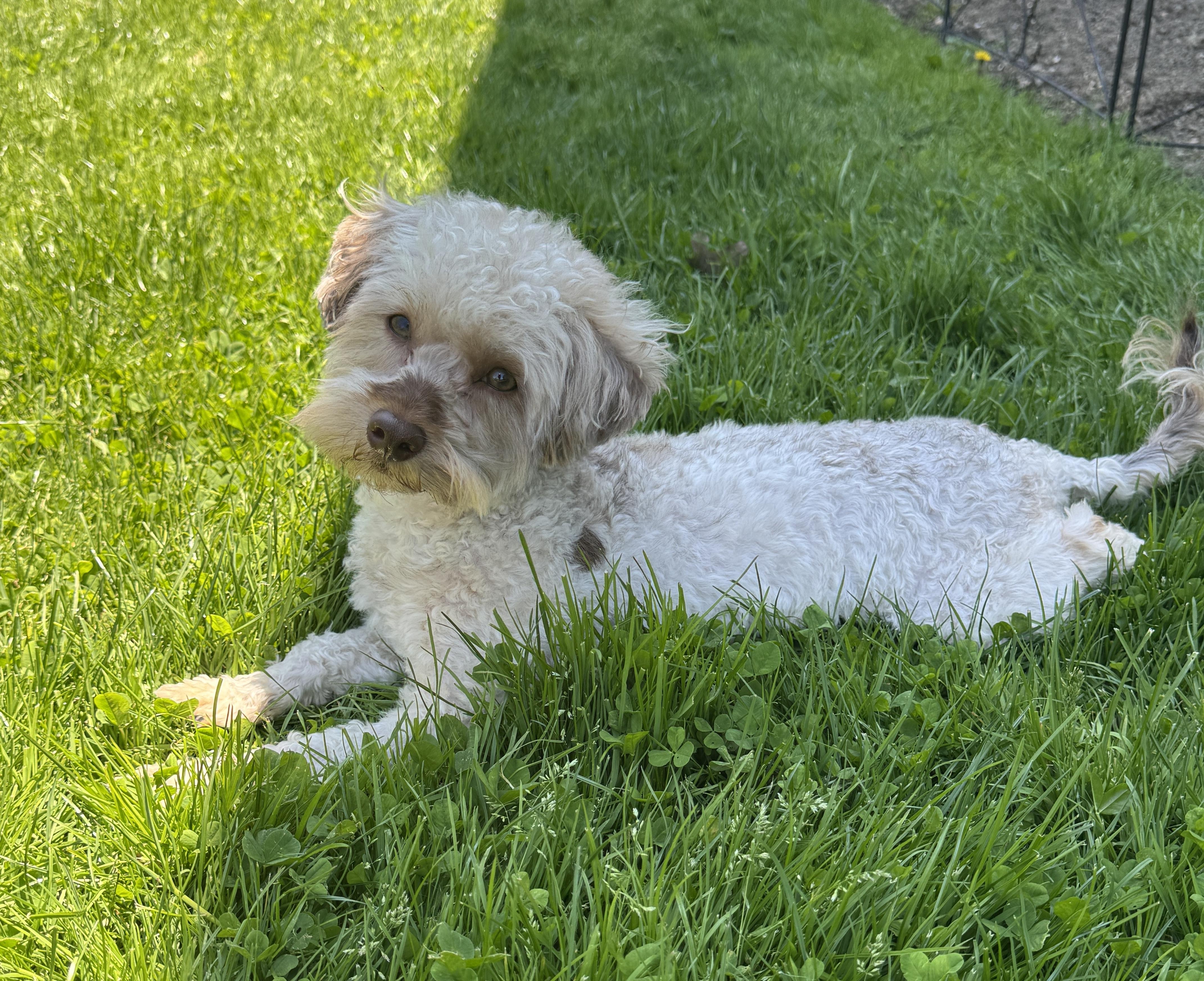 Enlarge Milo, a ADOPTABLE mixed breed in Solon, OH image 4/6