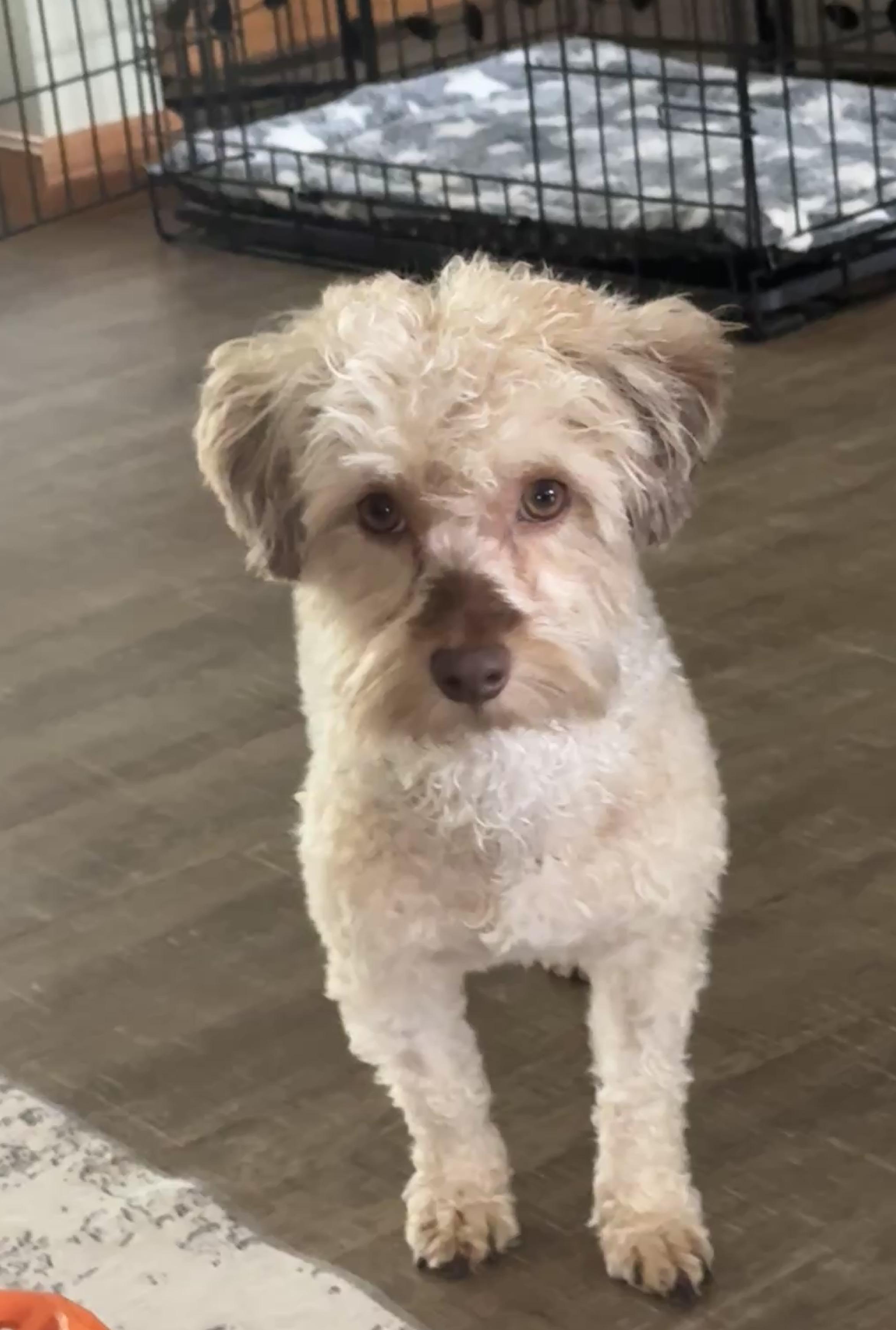Enlarge Milo, a ADOPTABLE mixed breed in Solon, OH image 5/6