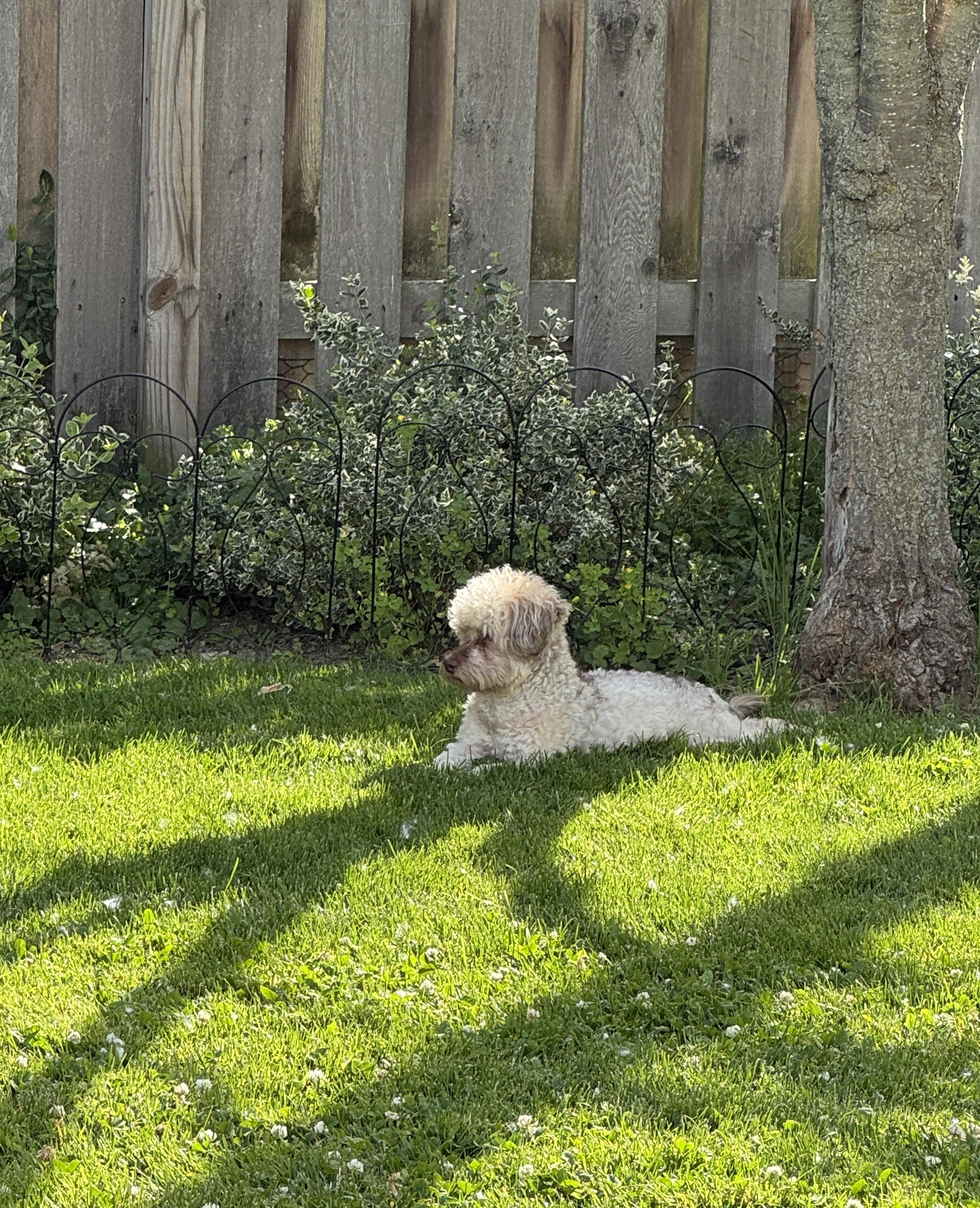 Milo, an adopted mixed breed in Solon, OH image 4/6
