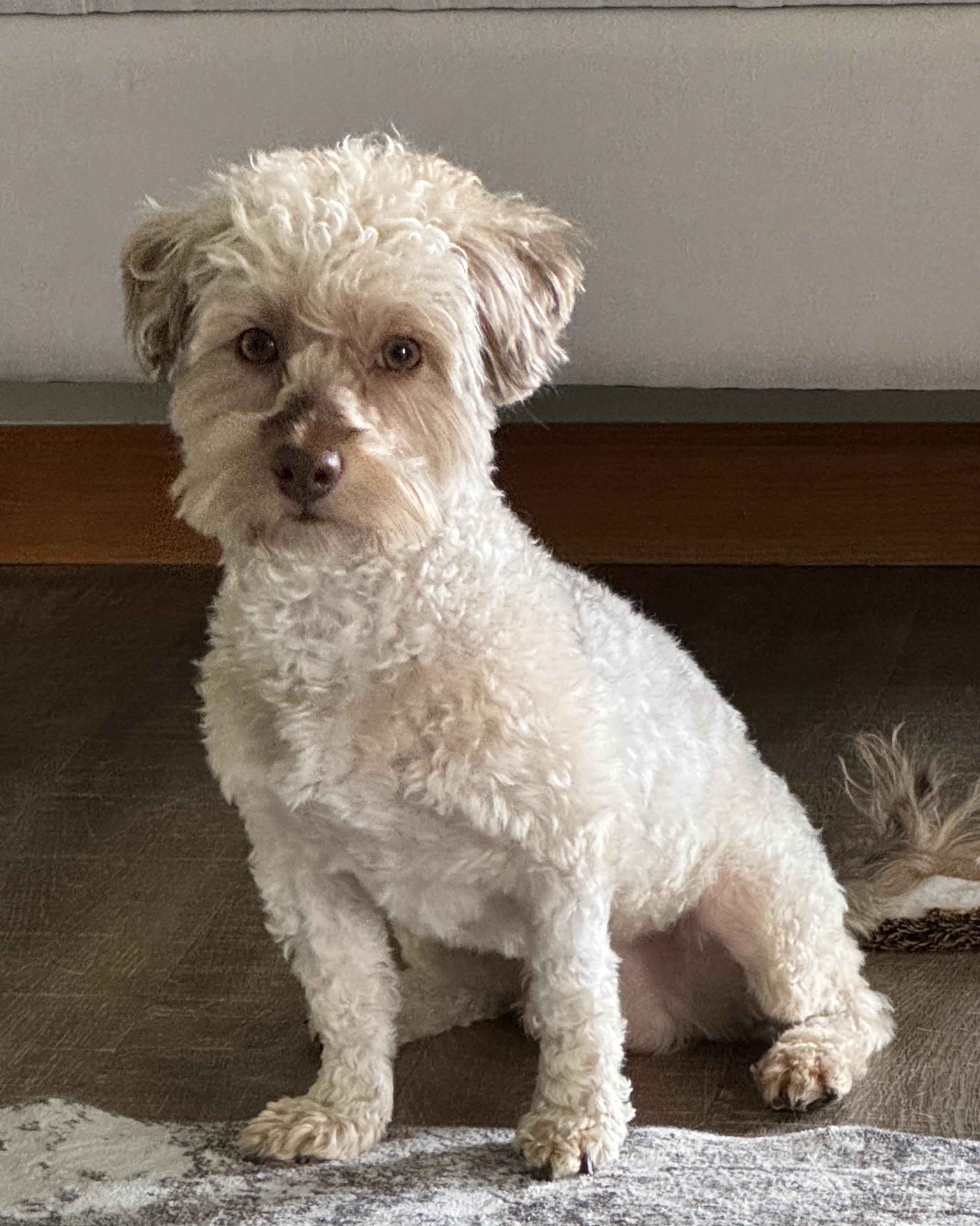 Milo, ADOPTABLE, Young Male Havanese & Poodle.