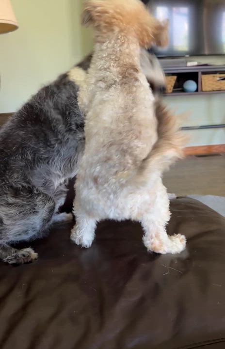 Enlarge Milo, an adopted mixed breed in Solon, OH video 6/6