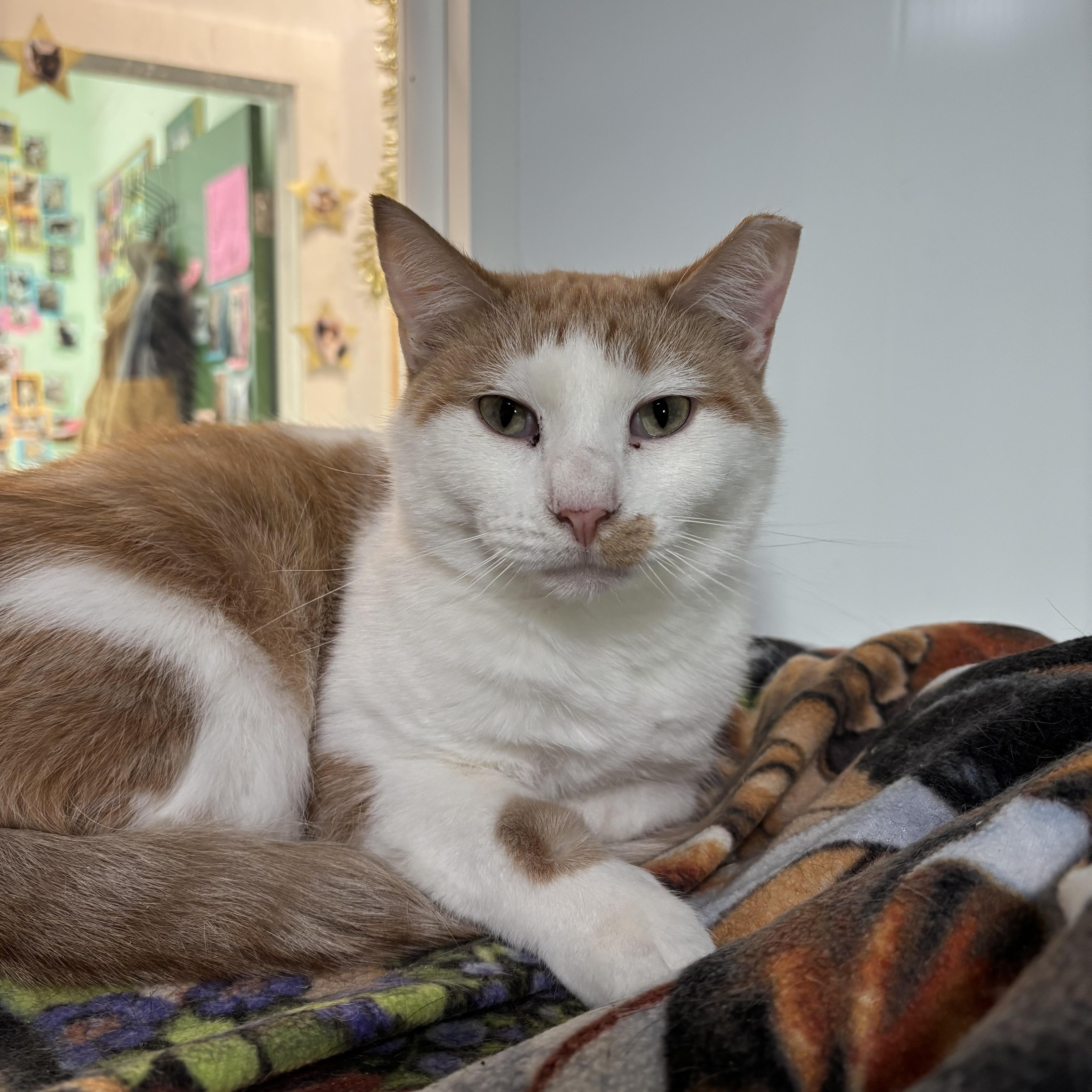 Enlarge Barley - Adoption Fee Waived!, a Adoptable Domestic Short Hair in Richland Center, WI image 1/2