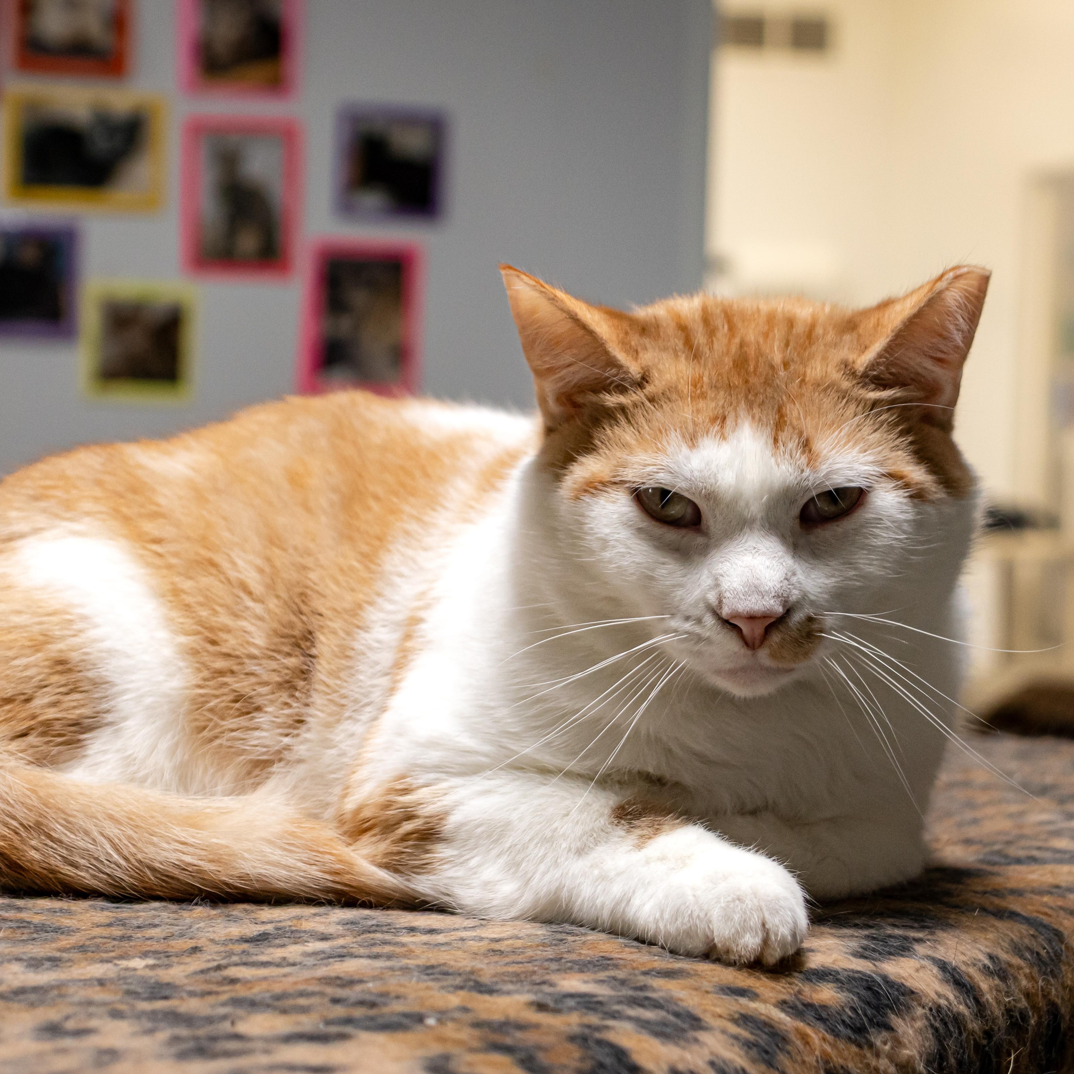 Enlarge Barley - Adoption Fee Waived!, a Adoptable Domestic Short Hair in Richland Center, WI image 2/2