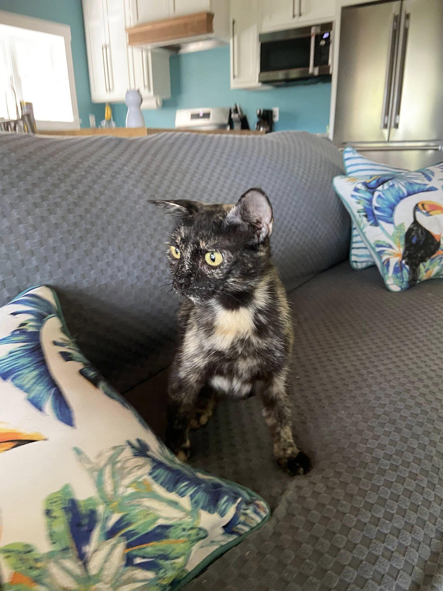 Camilla MCACC, Adoptable, Kitten Female Tortoiseshell.