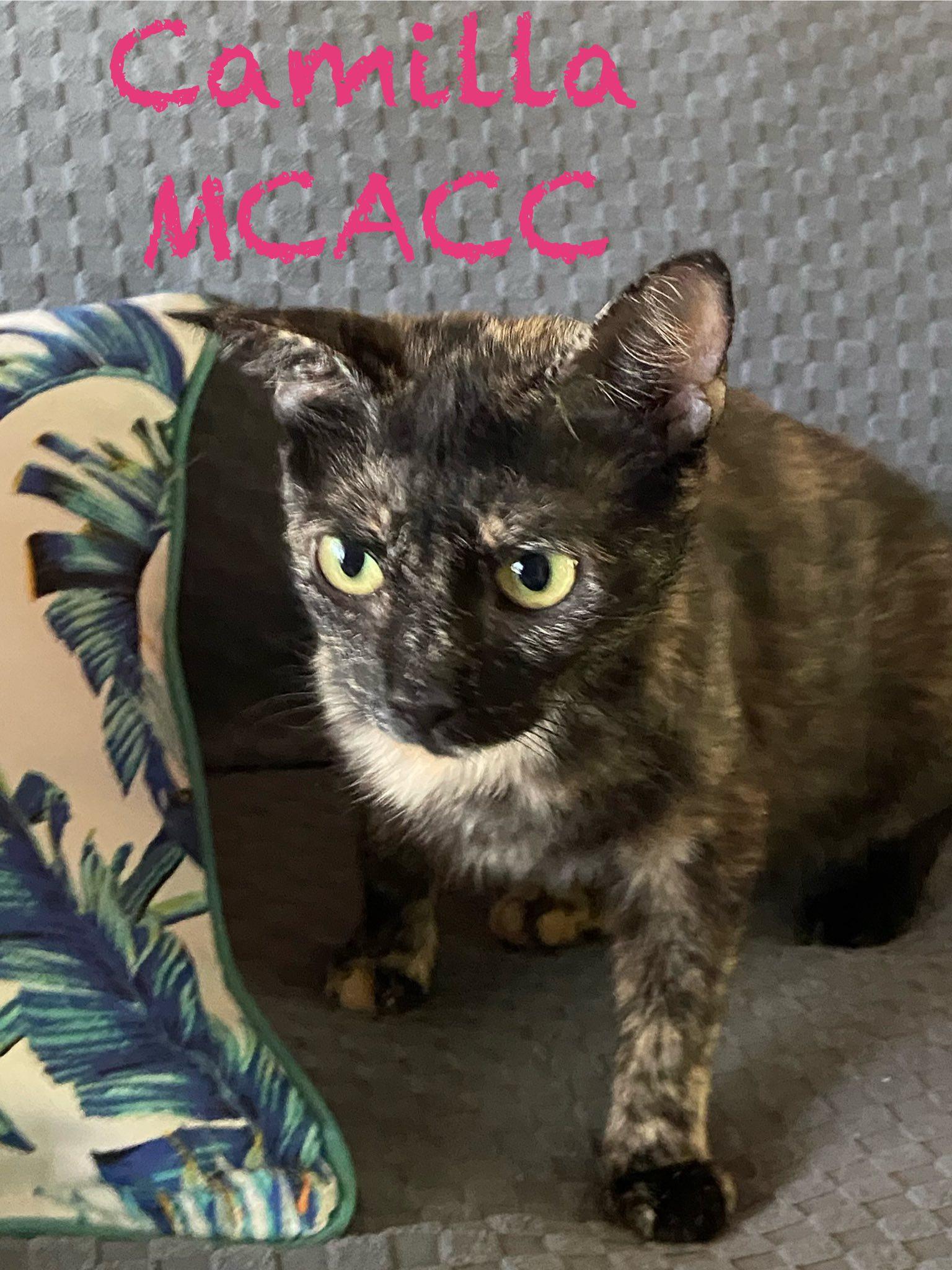 Enlarge Camilla MCACC, a Adoptable Tortoiseshell in Clarksville, TN image 2/4