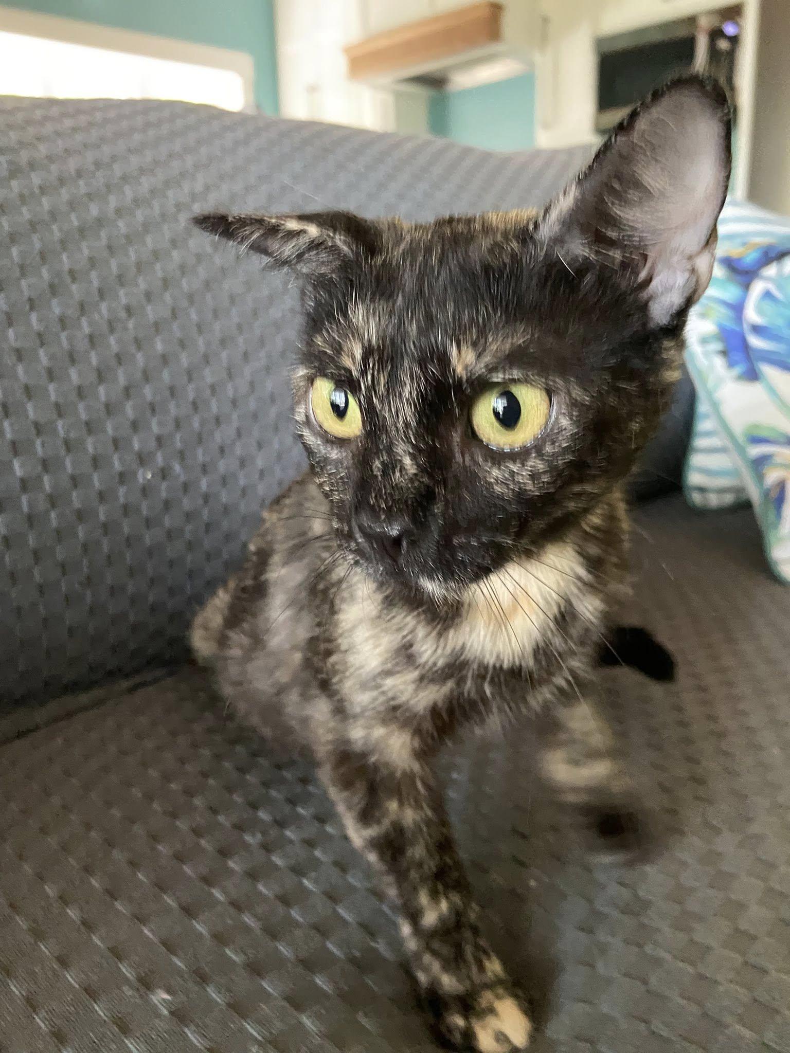 Enlarge Camilla MCACC, a Adoptable Tortoiseshell in Clarksville, TN image 3/4