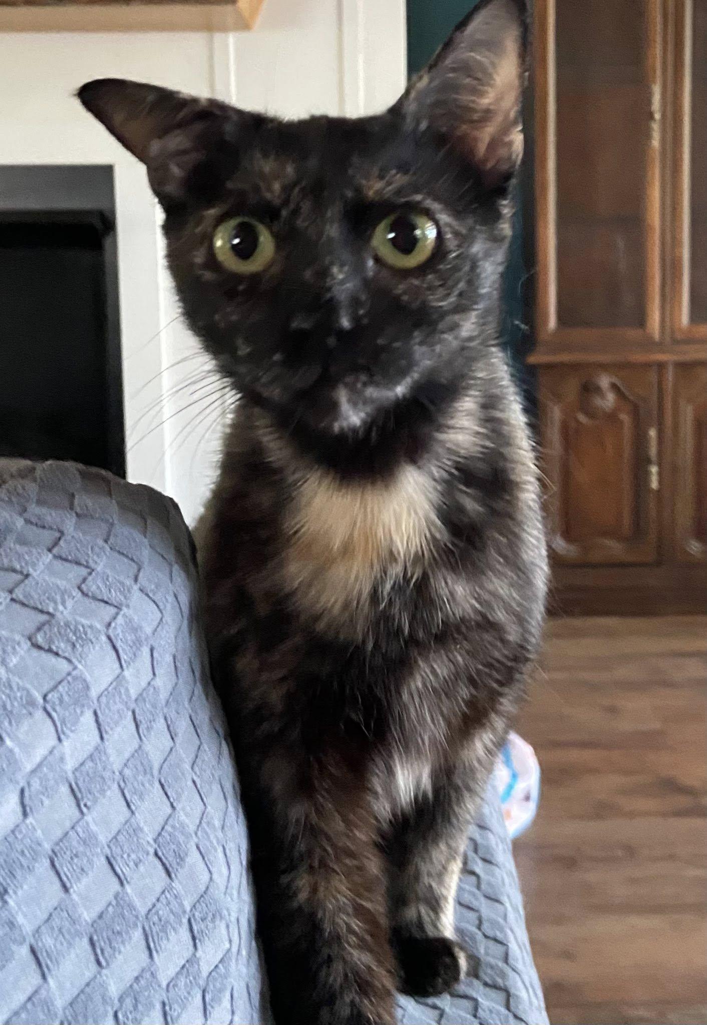 Enlarge Camilla MCACC, a Adoptable Tortoiseshell in Clarksville, TN image 4/4