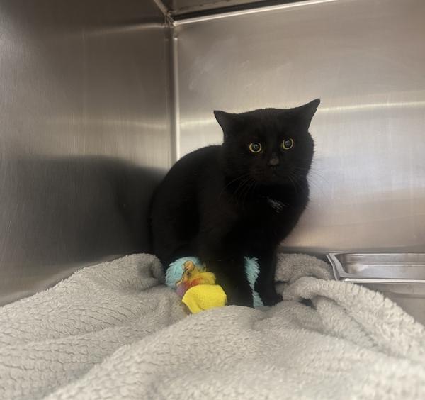 Enlarge Eggnog, a Adoptable mixed breed in Great Falls, MT image 1/1