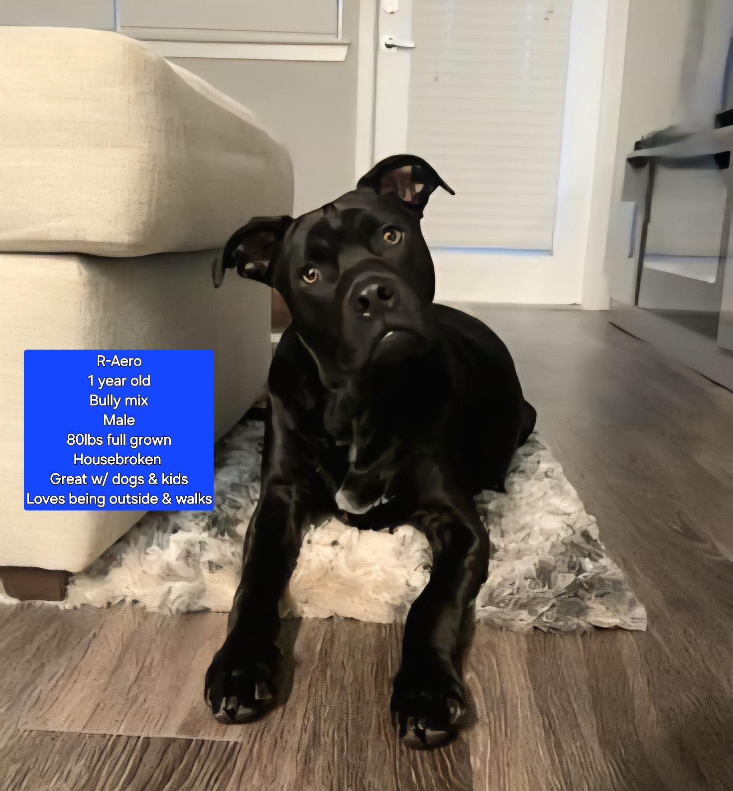 Enlarge R-Aero, a Adoptable mixed breed in Oviedo, FL image 1/1