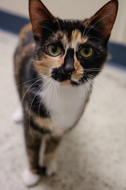 Jupiter**Bonded with Pumpkin**, a Adoptable mixed breed in Baraboo, WI image 1/3