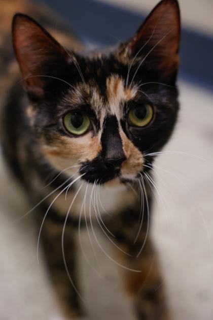 Jupiter**Bonded with Pumpkin**, a Adoptable mixed breed in Baraboo, WI image 2/3