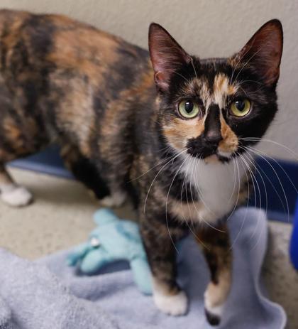 Jupiter**Bonded with Pumpkin**, a Adoptable mixed breed in Baraboo, WI image 3/3