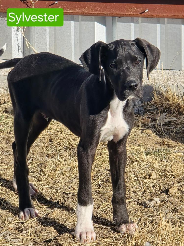 Sylvester, Adoptable, Puppy Male Great Dane.