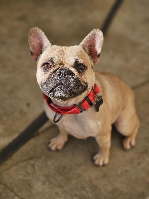 Enlarge Jinx, a Adopted French Bulldog in San Clemente, CA image 1/3