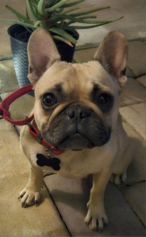 Jinx, Adopted, Young Female French Bulldog.
