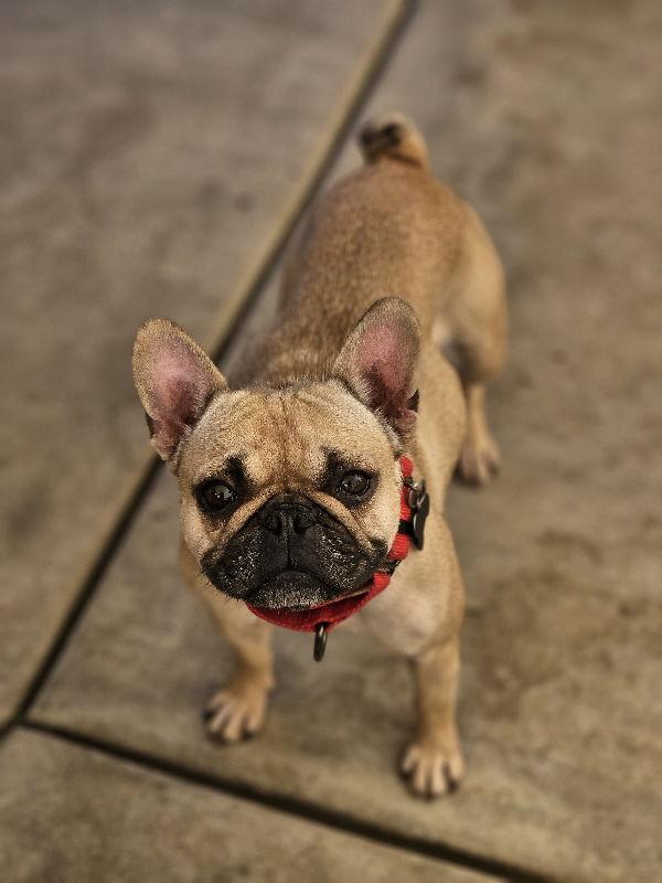 Enlarge Jinx, a Adopted French Bulldog in San Clemente, CA image 3/3