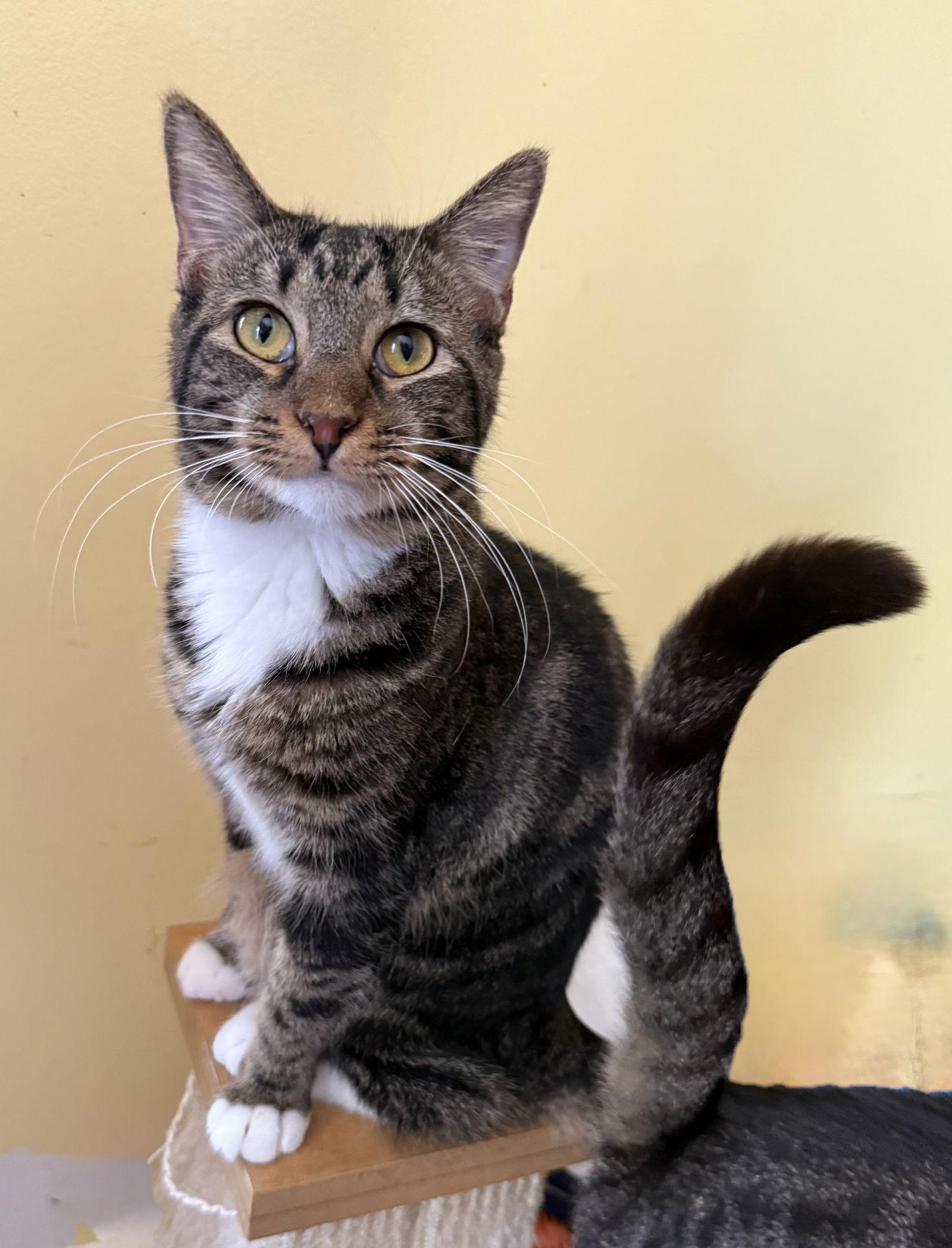 Tulip, a Adoptable Domestic Short Hair in Maywood, IL image 1/3