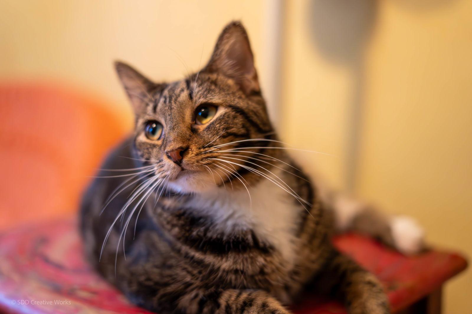 Tulip, a Adoptable Domestic Short Hair in Maywood, IL image 2/3