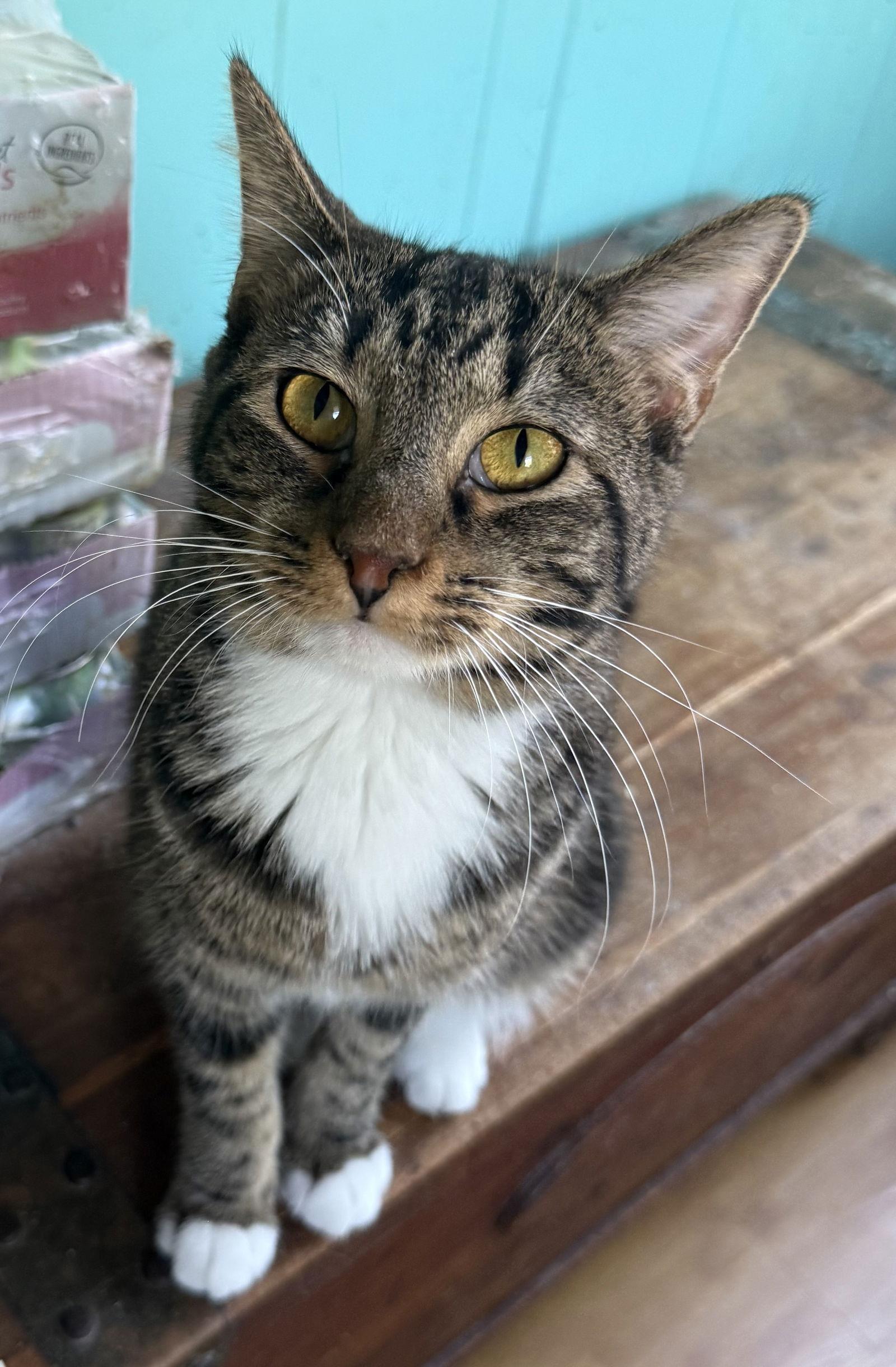 Tulip, a Adoptable Domestic Short Hair in Maywood, IL image 3/3