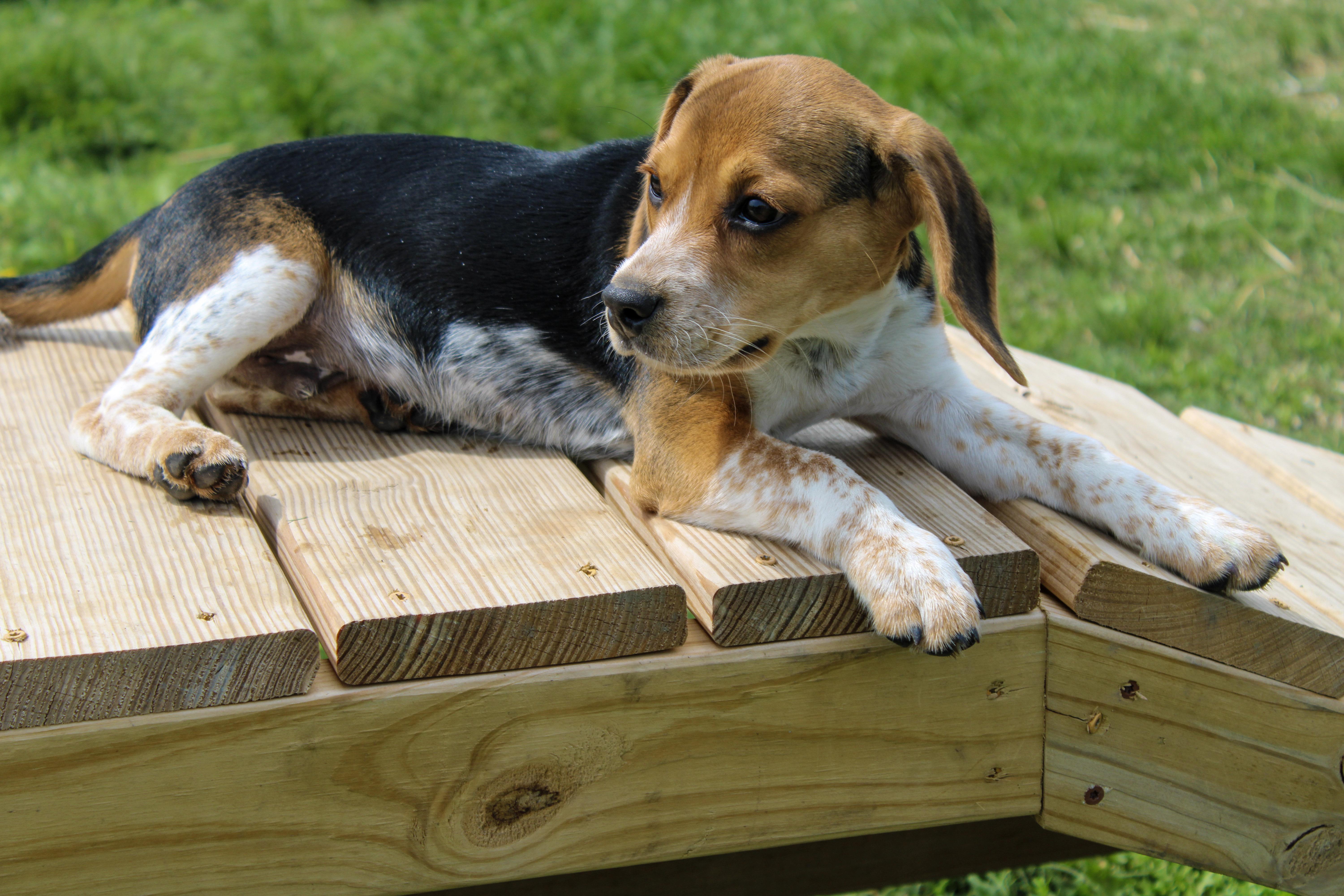 Leo, an adoptable Beagle in Neosho, MO image 2/3
