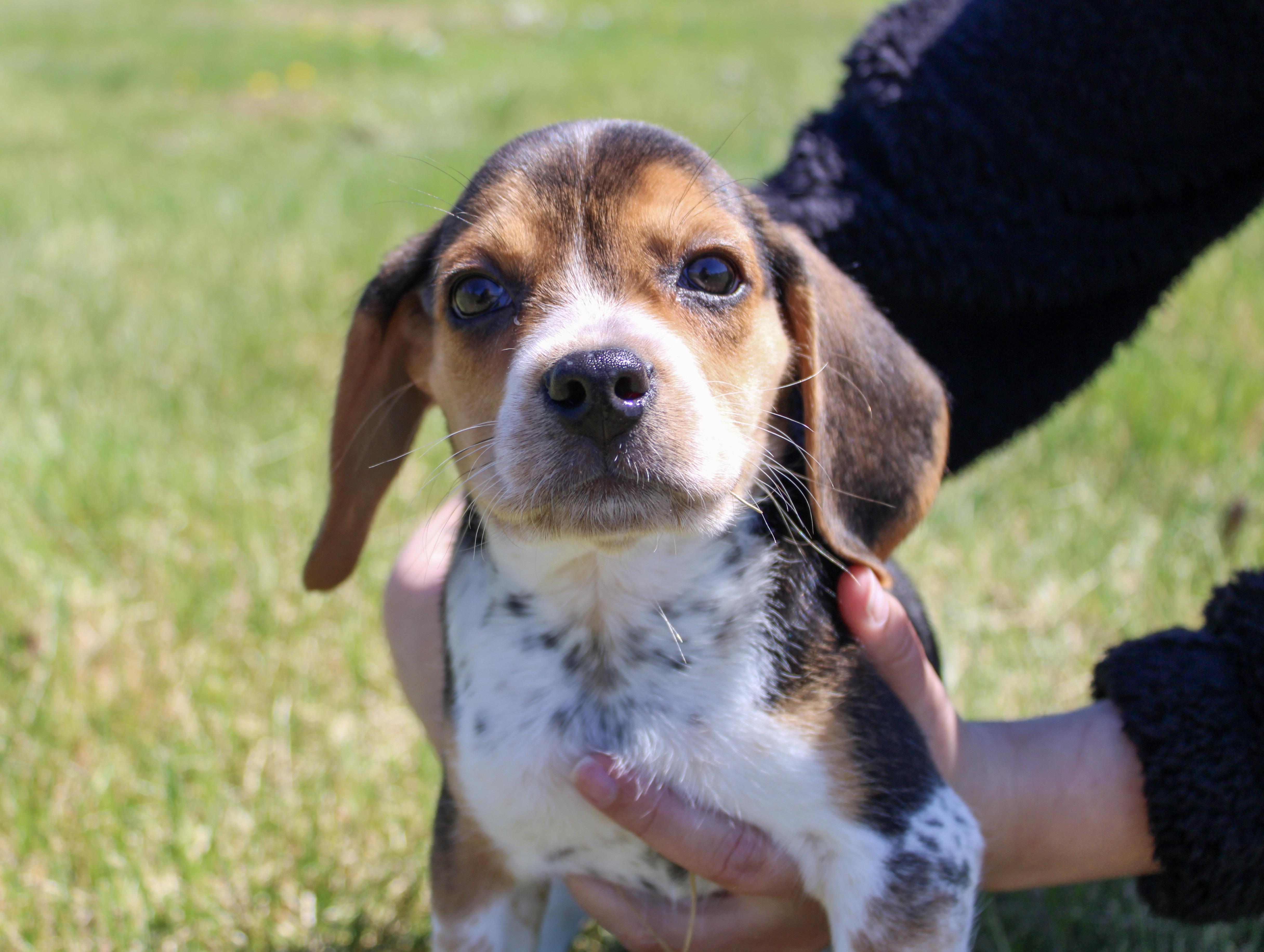 Enlarge Leo, an adopted Beagle in Neosho, MO image 1/2