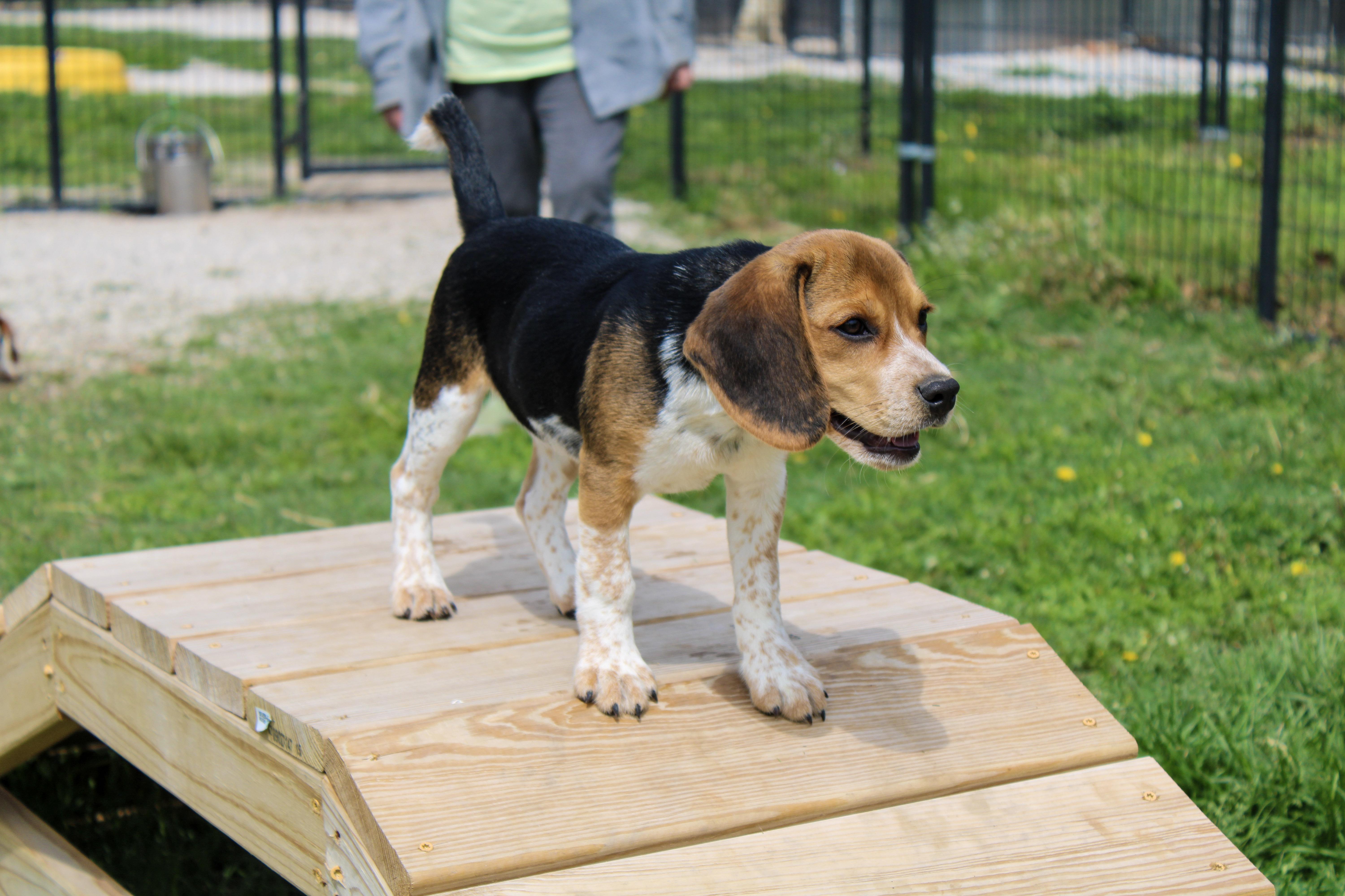 Leo, adoptable, Young Male Beagle.