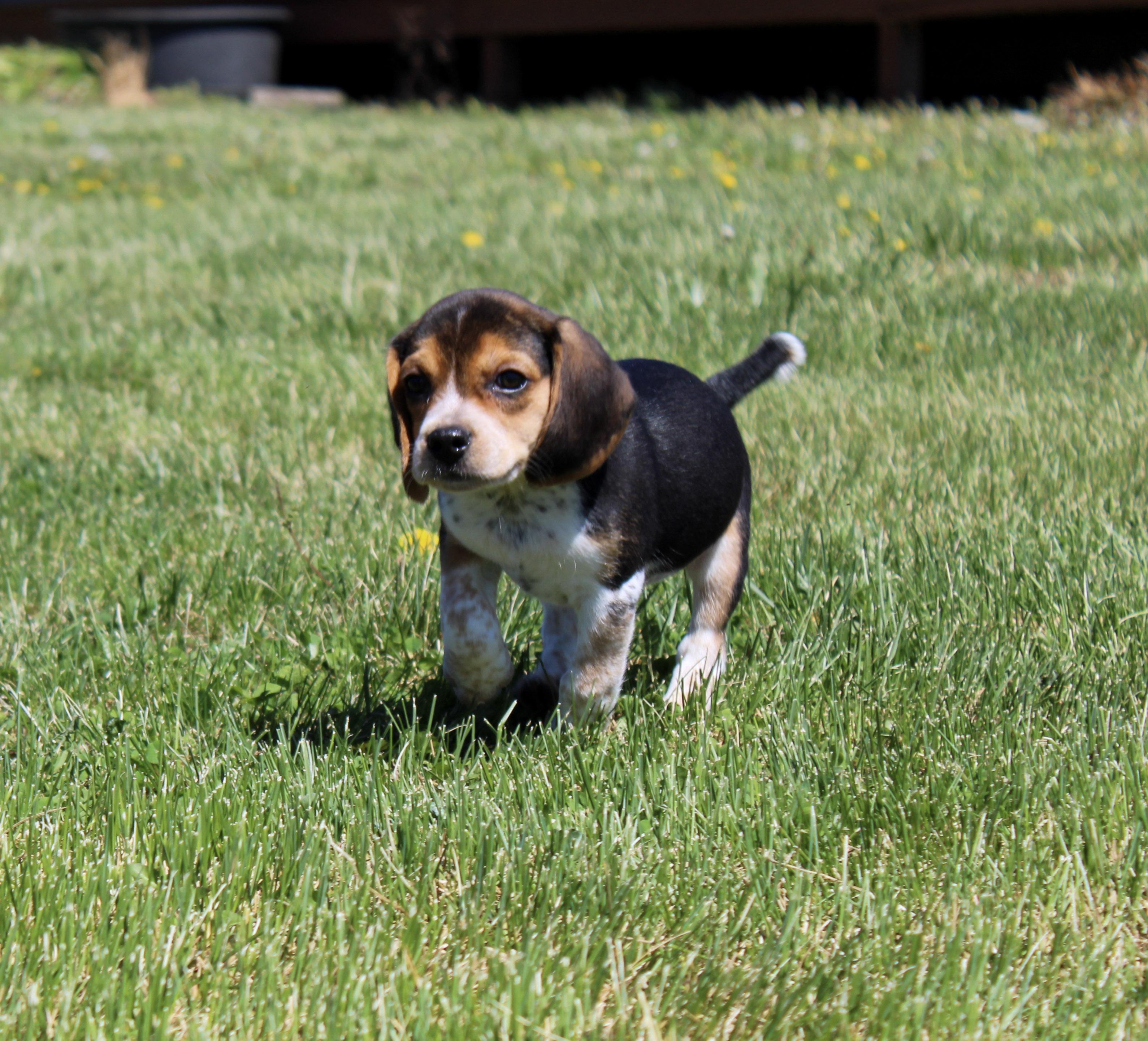 Enlarge Leo, an adopted Beagle in Neosho, MO image 2/2