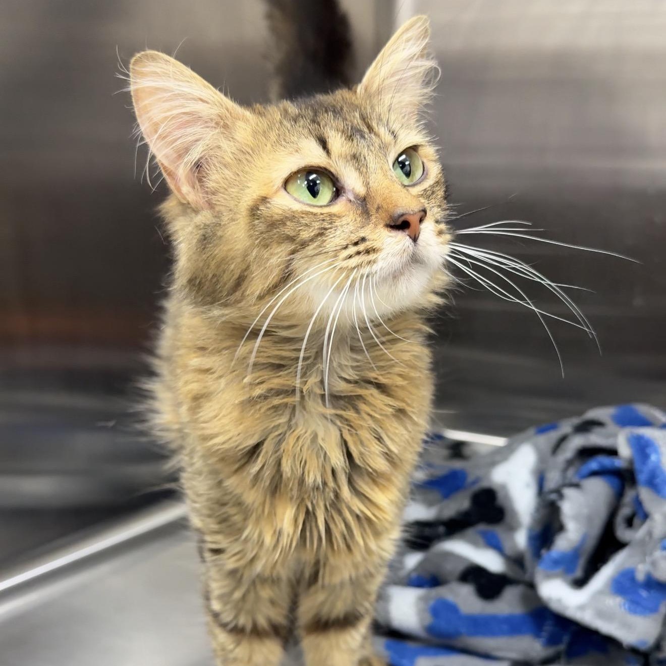 Porcha, Adoptable, Young Female Domestic Long Hair.