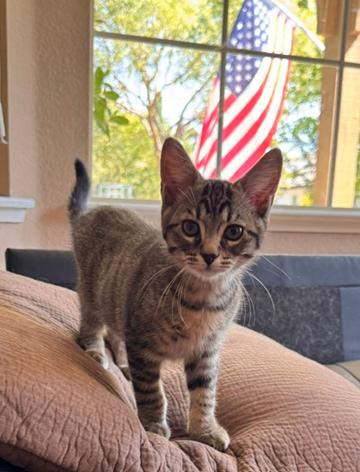 Enlarge Finch (Dove), an adopted Domestic Short Hair in Davis, CA image 3/3