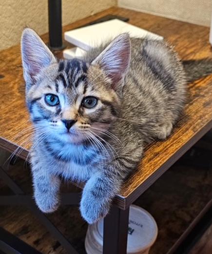 Enlarge Finch (Dove), an adopted Domestic Short Hair in Davis, CA image 2/3