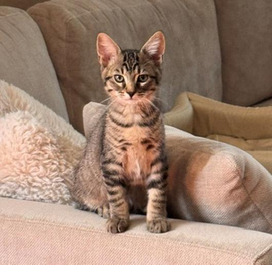 Enlarge Finch (Dove), an adopted Domestic Short Hair in Davis, CA image 1/3