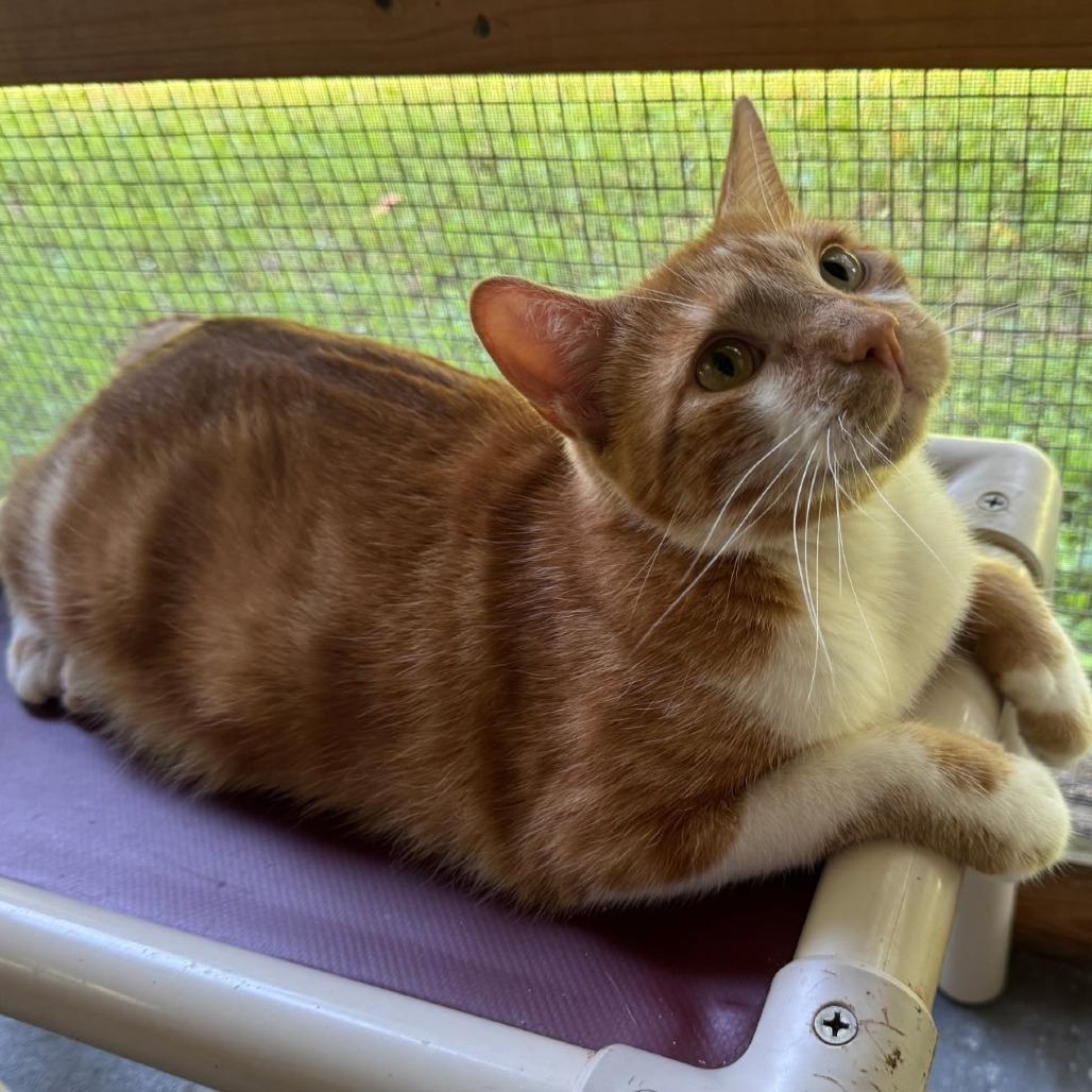 Enlarge Danny, a Adoptable Domestic Short Hair in Brighton, MO image 1/5