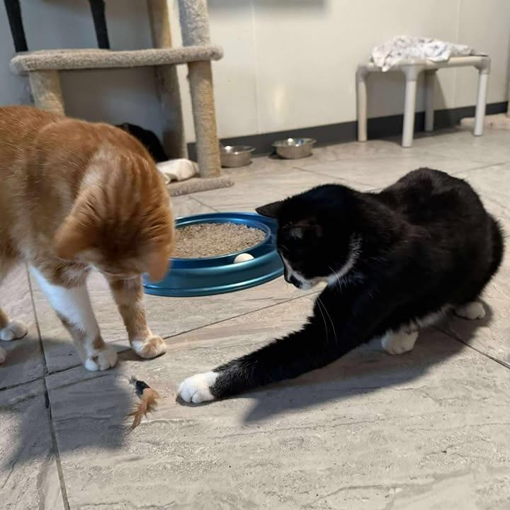 Danny, Adoptable, Adult Male Domestic Short Hair.