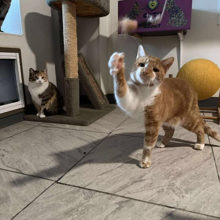 Danny, Adoptable, Adult Male Domestic Short Hair.