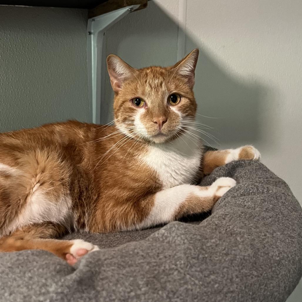 Danny, Adoptable, Adult Male Domestic Short Hair.